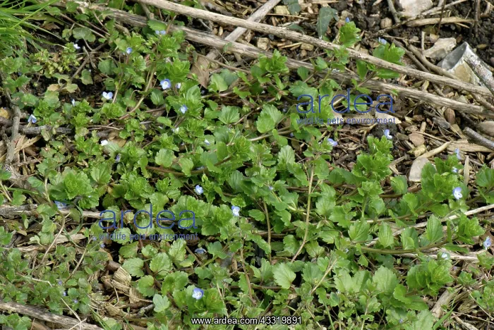 : Common field speedwell : Common field speedwell