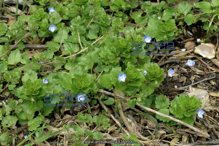 : Common field speedwell : Common field speedwell