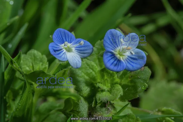 : Common field-speedwell, Veronica persica, in flo : Common field-speedwell, Veronica persica, in flo