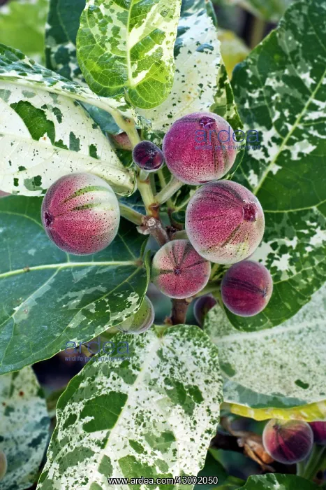 : Common Fig : Common Fig
