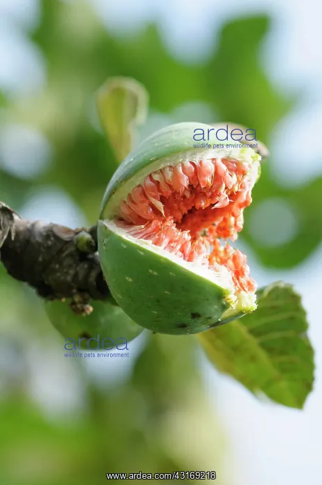 : Common fig, Ficus carica, Close view of one fruit : Common fig, Ficus carica, Close view of one fruit