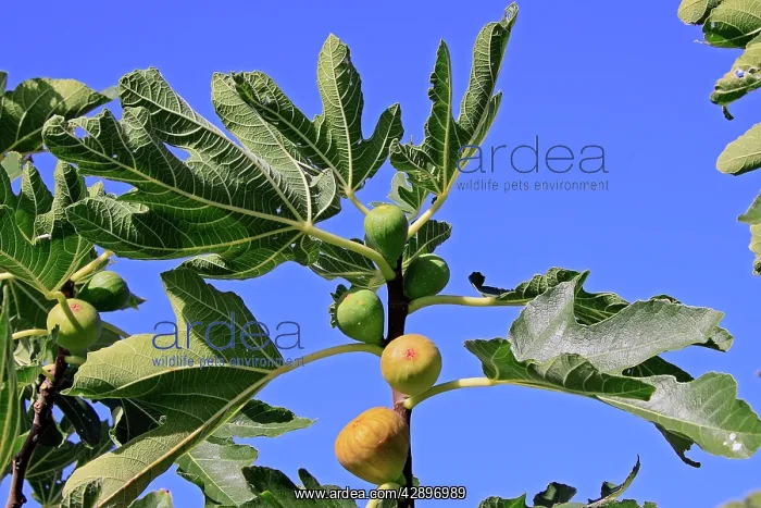 : Common Fig - fruit in tree : Common Fig - fruit in tree