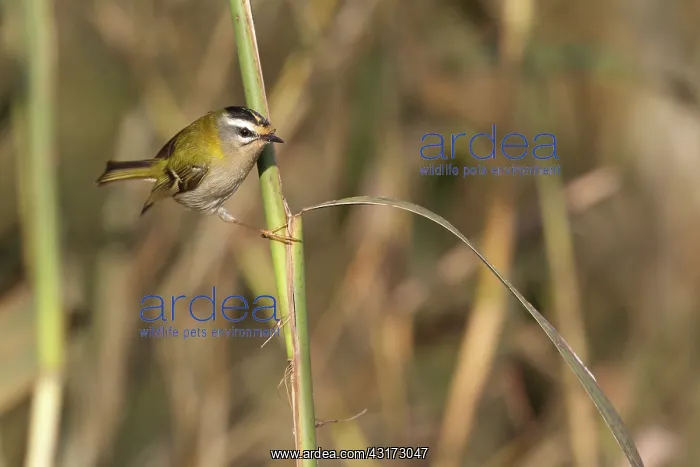 : Common Firecrest : Common Firecrest