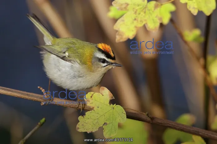 : Common Firecrest : Common Firecrest