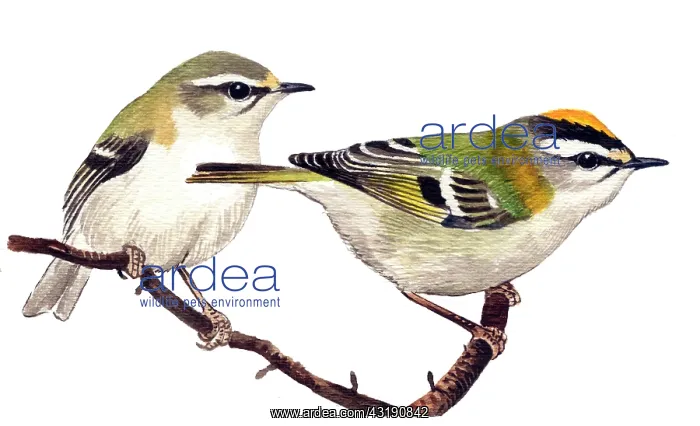 : Common Firecrest : Common Firecrest
