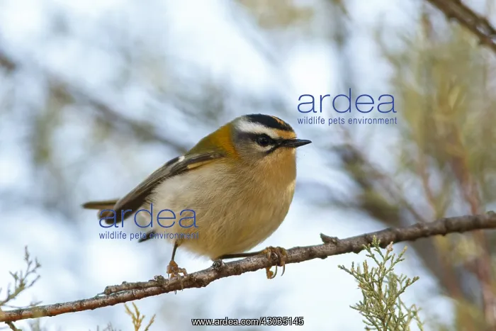 : Common Firecrest - perched on a branch - Castile : Common Firecrest - perched on a branch - Castile