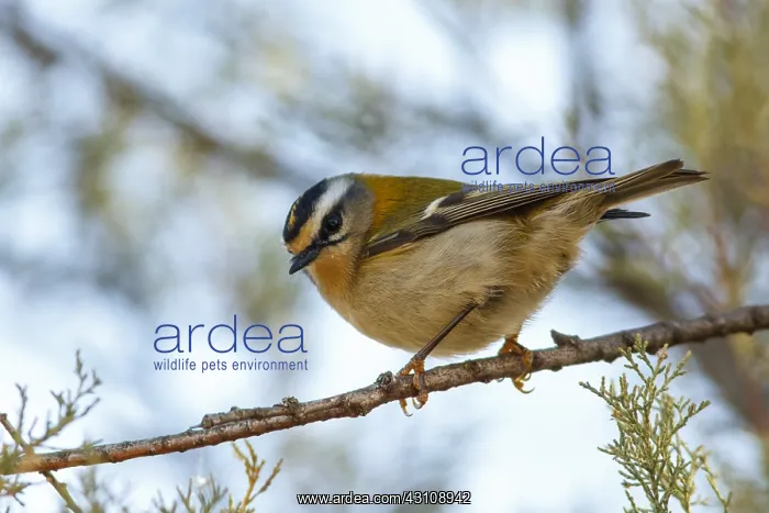 : Common Firecrest - perched on a branch - Castile : Common Firecrest - perched on a branch - Castile