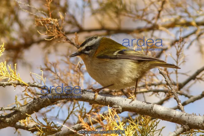 : Common Firecrest - perched on a branch - Castile : Common Firecrest - perched on a branch - Castile