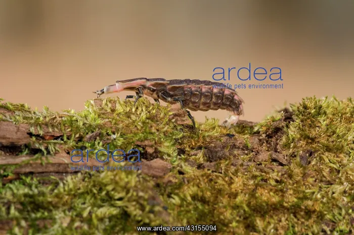 : Common Firefly : Common Firefly