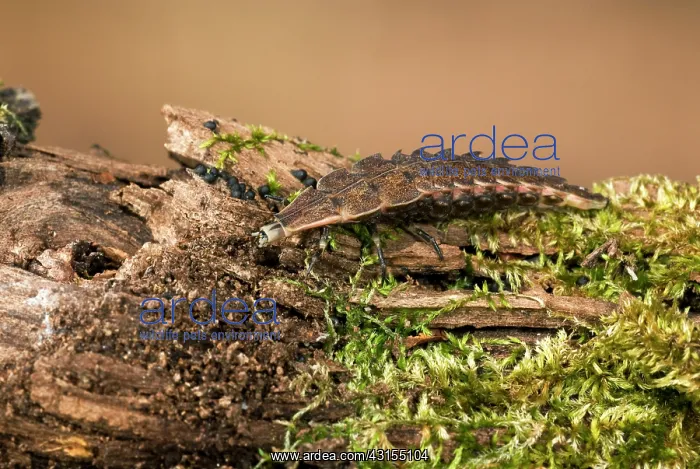 : Common Firefly : Common Firefly