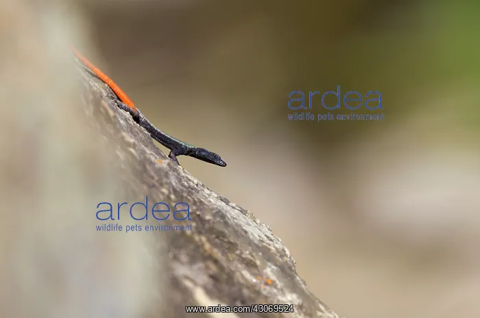 : Common flat lizard : Common flat lizard