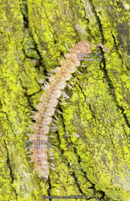 : Common flatback millipede on bark : Common flatback millipede on bark
