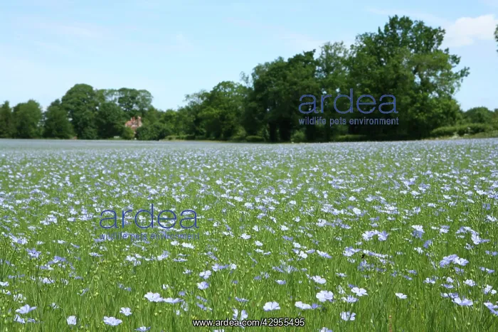 : Common Flax / Linseed - grown for its fibres which : Common Flax / Linseed - grown for its fibres which