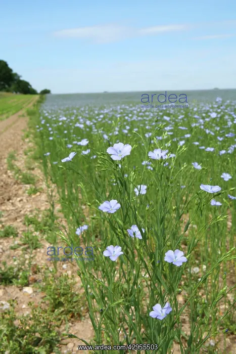 : Common Flax / Linseed - grown for its fibres which : Common Flax / Linseed - grown for its fibres which