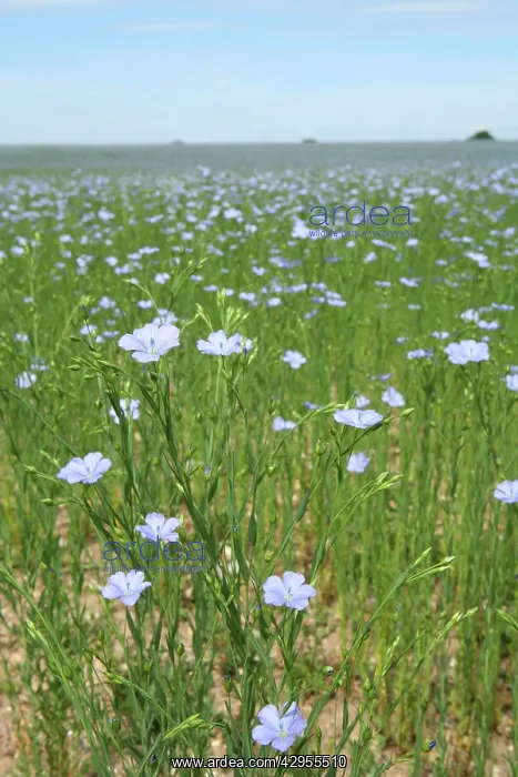 : Common Flax / Linseed - grown for its fibres which : Common Flax / Linseed - grown for its fibres which