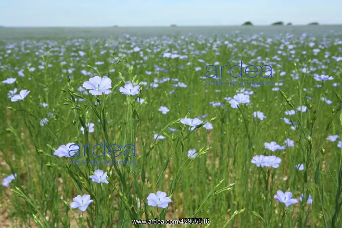 : Common Flax / Linseed - grown for its fibres which : Common Flax / Linseed - grown for its fibres which