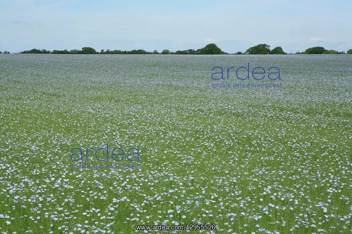  : Common Flax  /  Linseed - grown for its fibres which