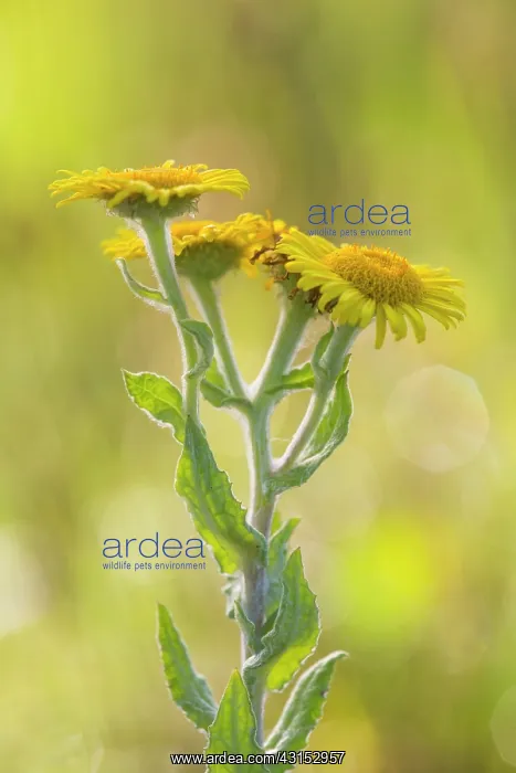 : Common Fleabane : Common Fleabane