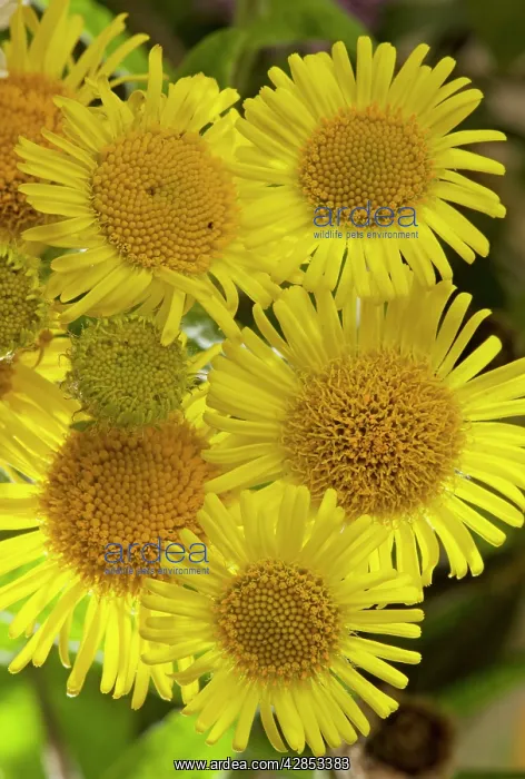 : Common Fleabane - in flower : Common Fleabane - in flower