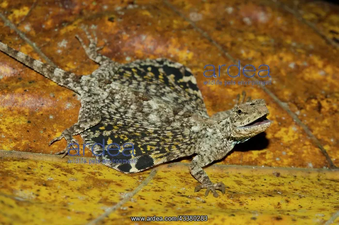 : Common Flying Dragon : Common Flying Dragon