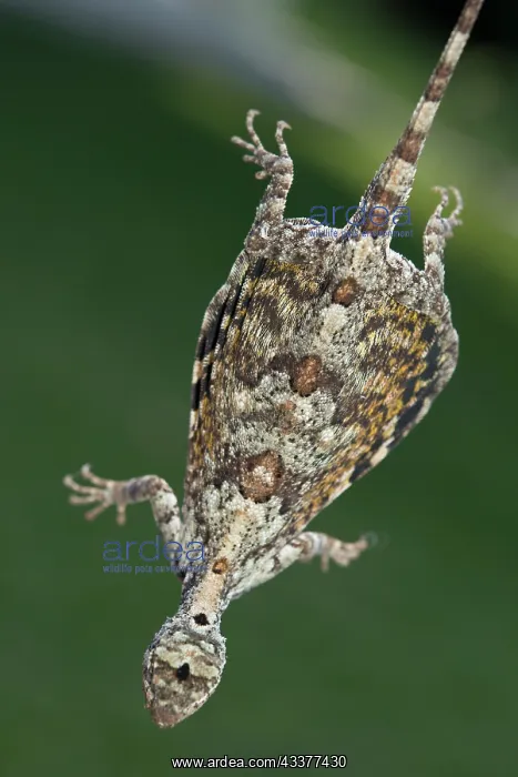 : Common Flying Dragon in flight : Common Flying Dragon in flight