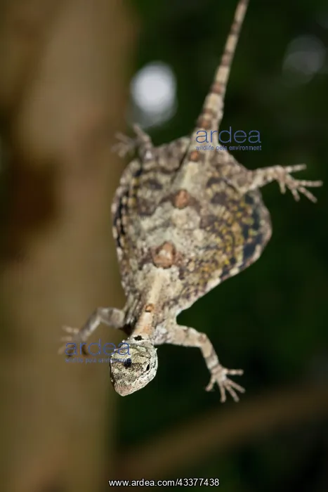 : Common Flying Dragon in flight : Common Flying Dragon in flight
