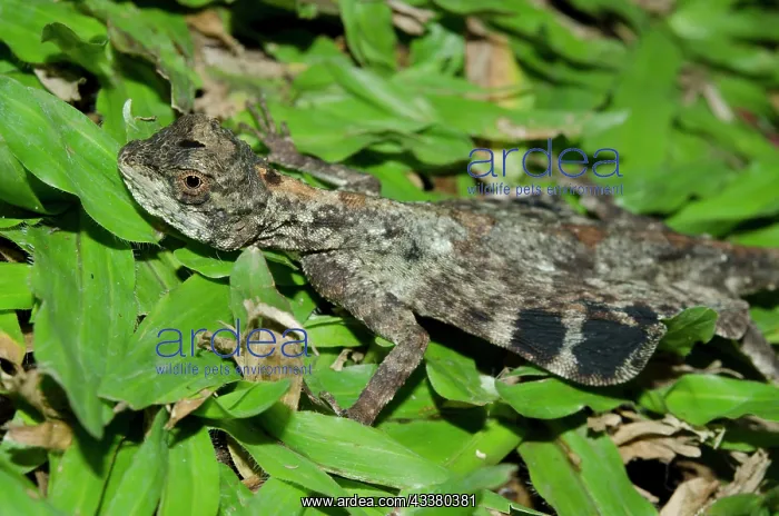 : Common Flying Lizard : Common Flying Lizard