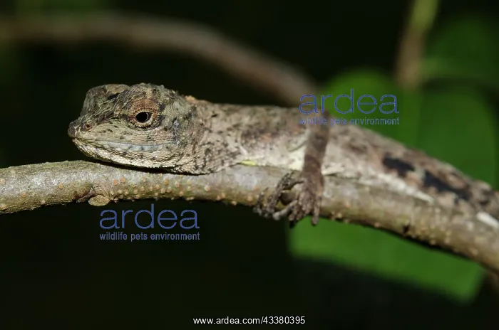 : Common Flying Lizard : Common Flying Lizard