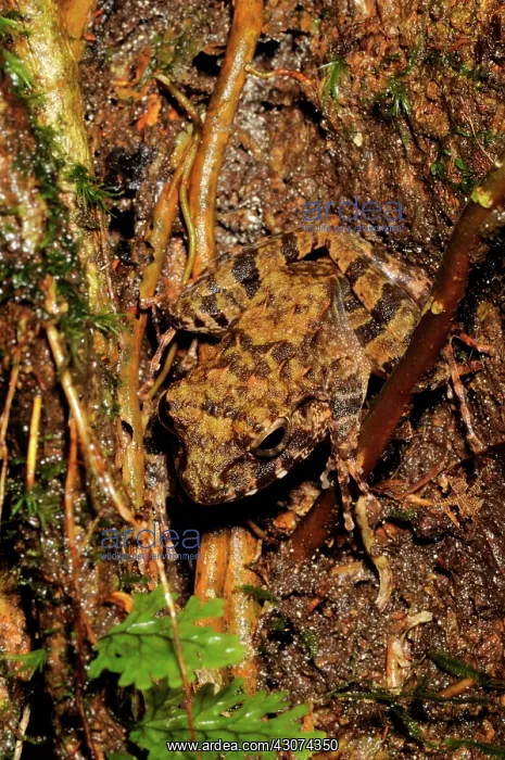: Common Forest frog : Common Forest frog