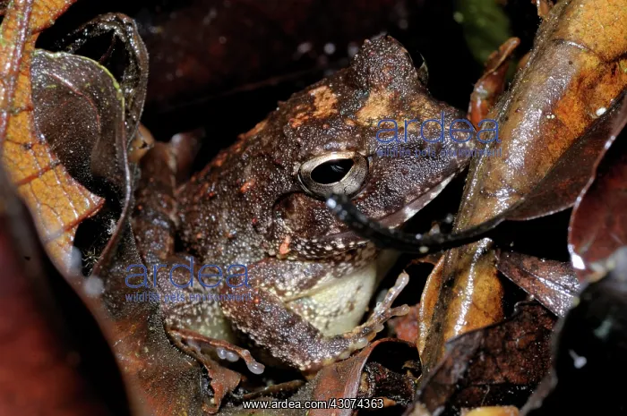 : Common Forest frog : Common Forest frog