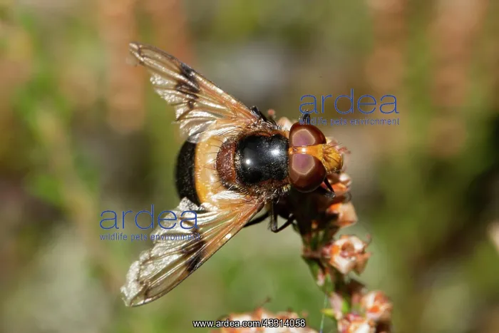 : Common forest hoverfly with open wings sitting o : Common forest hoverfly with open wings sitting o