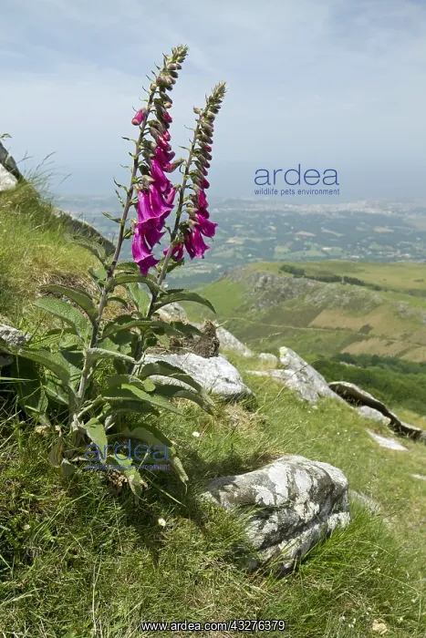 : Common foxglove (Digitalis purpurea) on the slopes : Common foxglove (Digitalis purpurea) on the slopes