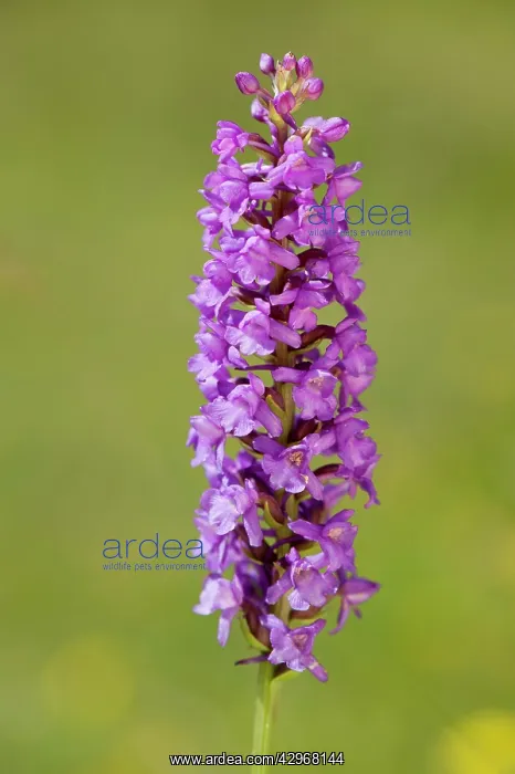 : Common Fragrant Orchid - close up of flower : Common Fragrant Orchid - close up of flower