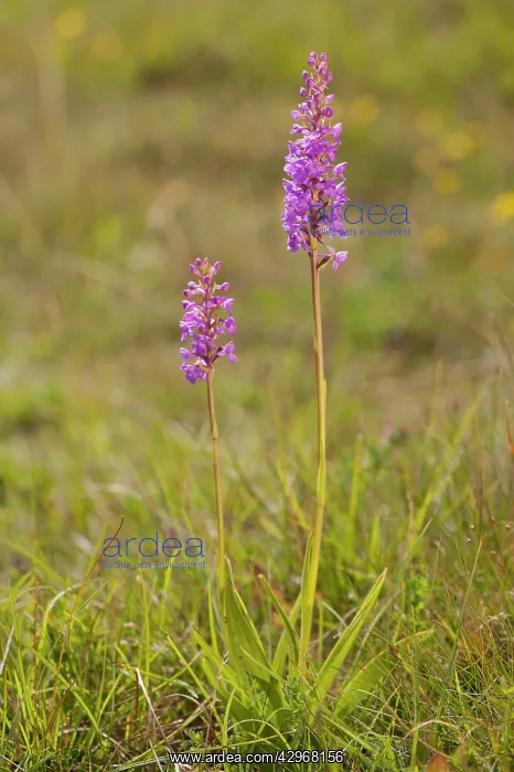 : Common Fragrant Orchid - group of two plants : Common Fragrant Orchid - group of two plants