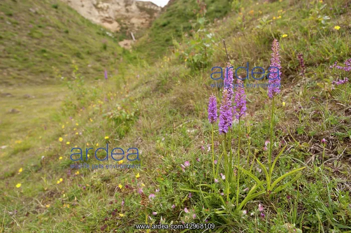 : Common Fragrant Orchid - group of plants - in habitat : Common Fragrant Orchid - group of plants - in habitat