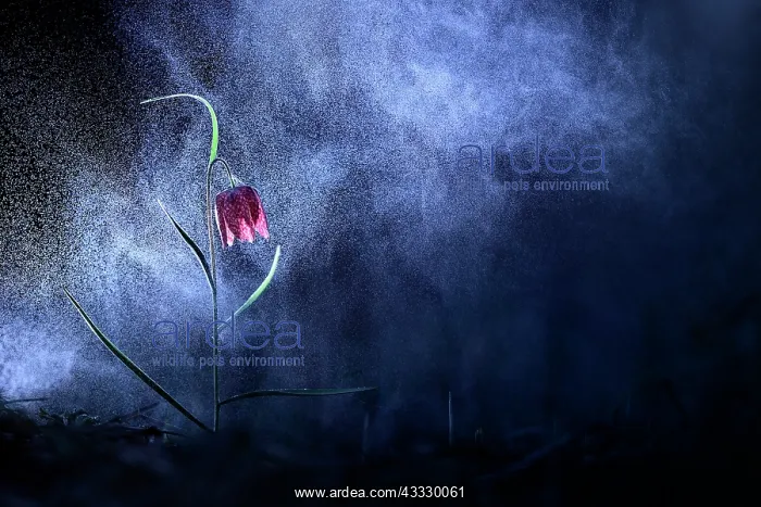 : Common Fritillary (Fritillaria meleagris) flower : Common Fritillary (Fritillaria meleagris) flower