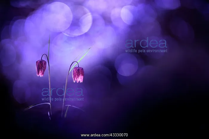 : Common Fritillary (Fritillaria meleagris) flowers : Common Fritillary (Fritillaria meleagris) flowers