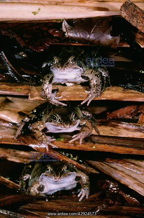 : Common Frog - 3 at hibernation site : Common Frog - 3 at hibernation site