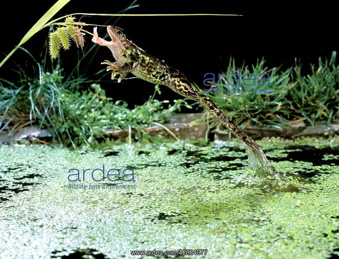 : Common Frog : Common Frog
