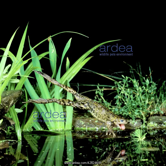 : Common Frog : Common Frog