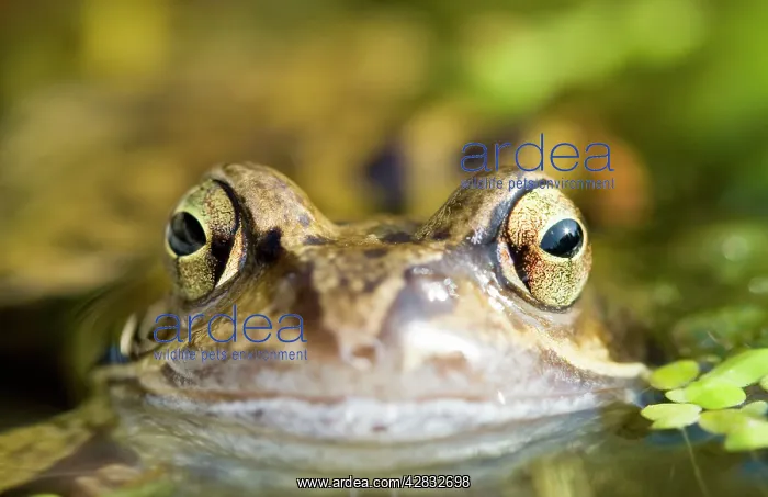 : Common Frog : Common Frog