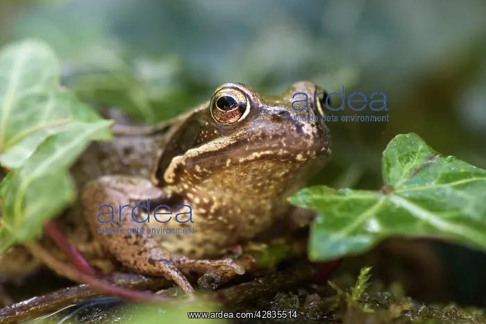  : Common Frog