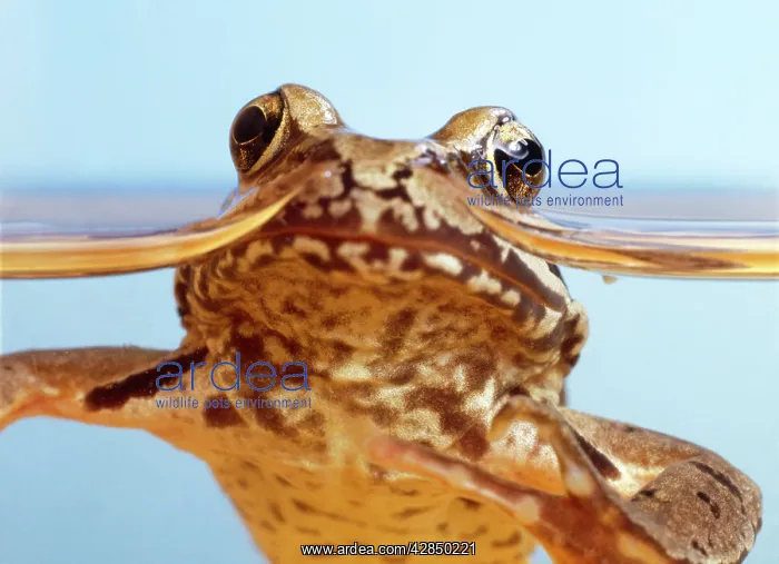 : Common Frog : Common Frog