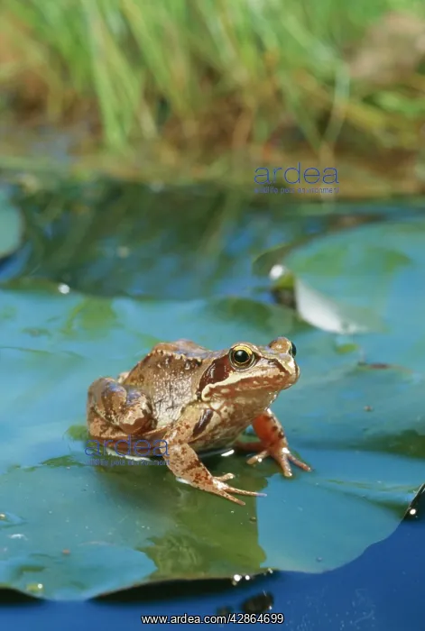: Common Frog : Common Frog