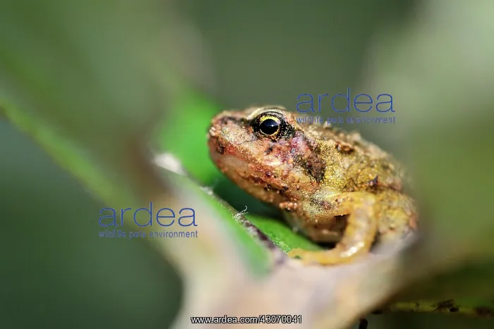 : Common Frog : Common Frog
