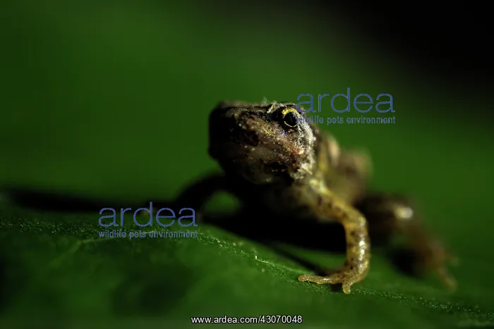 : Common Frog : Common Frog