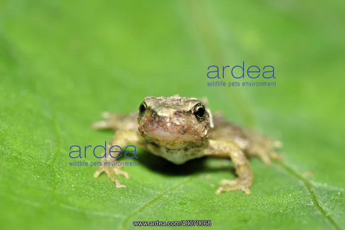 : Common Frog : Common Frog