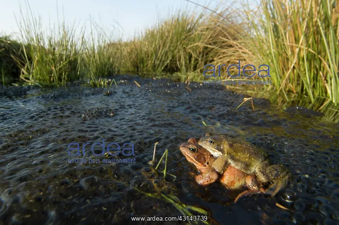: Common Frog : Common Frog