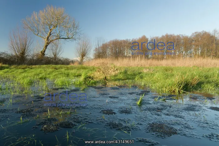 : Common Frog : Common Frog