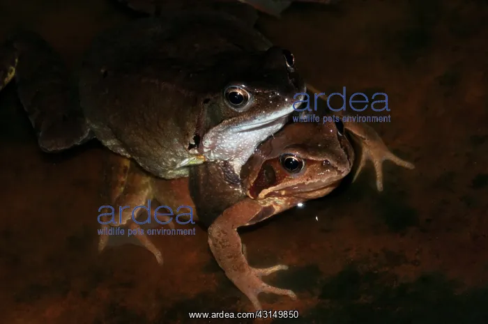 : Common Frog : Common Frog